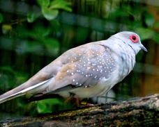 Diamond Dove 1790
