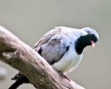 Namaqua Dove 1809