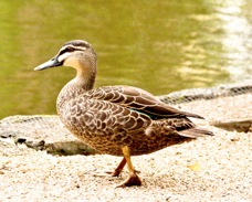 Grey Duck Parera 3823