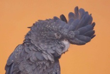 Red-tailed Black Cockatoo 1426