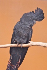Red-tailed Black Cockatoo 1429
