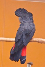Red-tailed Black Cockatoo 1408
