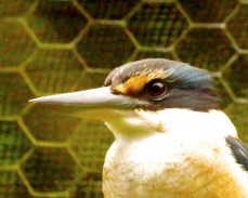New Zealand Kingfisher 3974
