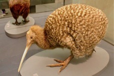 Great Spotted Kiwi, Museum B 0773