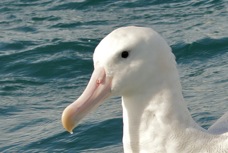 Royal Albatross 8496