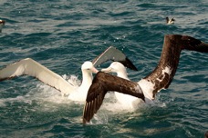 Royal Albatross 8512