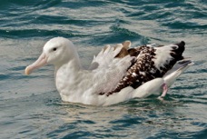 Royal Albatross 8493