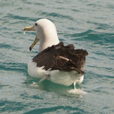 Royal Albatross 8569