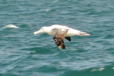 Royal Albatross 8336