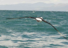 Royal Albatross 8409
