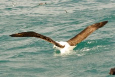 Royal Albatross 8600