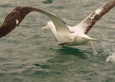 Royal Albatross 8882