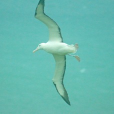Royal Albatross 2083