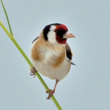 Goldfinch 6955