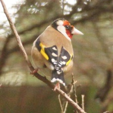 Goldfinch male 3788