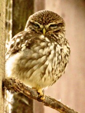 German Owl 3646