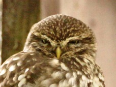 German Owl 3647