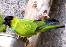 Black-hooded Parakeet 0806