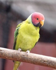 Plumb-headed Parakeet male 1701