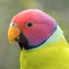 Plumb-headed Parakeet male 1721