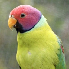 Plumb-headed Parakeet male 1724