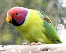 Plumb-headed Parakeet male 1729