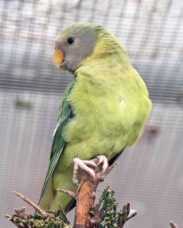Plum-headed Parakeet female 1541