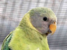 Plum-headed Parakeet female 1545