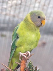 Plum-headed Parakeet female 1546