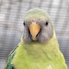 Plum-headed Parakeet female 1544