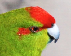 Red-crowned Parakeet 0795