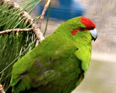 Red-crowned Parakeet 1019