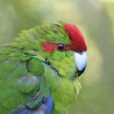 Red-crowned Parakeet 2230