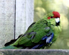 Red-crowned Parakeet 2232