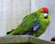 Red-crowned Parakeet 2237