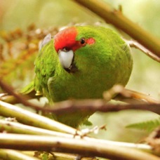 Red-crowned Parakeet 4420
