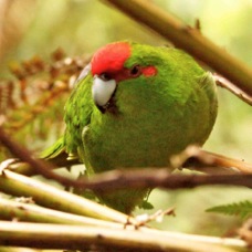 Red-crowned Parakeet 4421