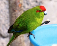 Red-crowned Parakeet 0794