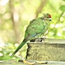 Red-crowned Parakeet 6445