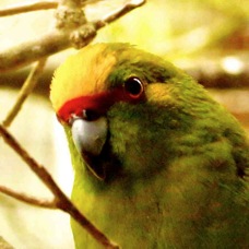 Yellow-crowned Parakeet 4535