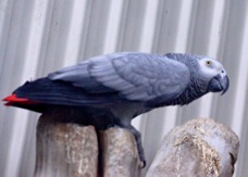 African Grey Parrot 1353