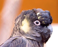 African Grey Parrot 1892