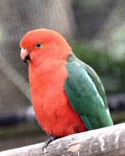 Australian King Parrot male 1857