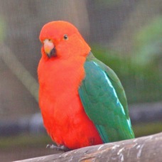 Australian King Parrot male 1870