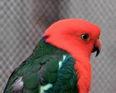 Australian King Parrot male 1403