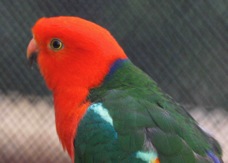 Australian King Parrot male 1448
