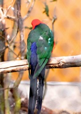 Australian King Parrot male 1396