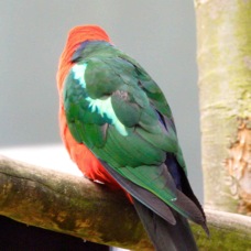 Australian King Parrot male 1977