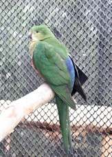 Australian King Parrot female 1444
