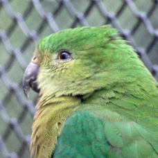 Australian King Parrot female 1443